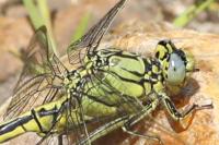 Gomphus pulchellus