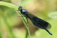 Calopteryx splendens