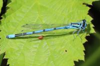 Coenagrion puella