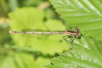 Platycnemis pennipes