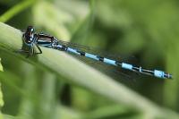 Coenagrion mercuriale