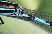 Coenagrion mercuriale