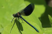 Calopteryx splendens