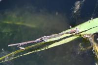 Sympecma fusca