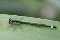 Ischnura elegans