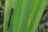 Ischnura elegans