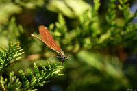 Calopteryx virgo