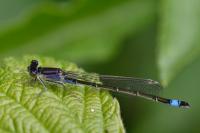 Ischnura elegans