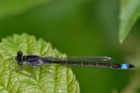 Ischnura elegans
