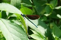 Calopteryx virgo