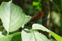 Calopteryx virgo