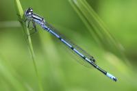 Coenagrion puella