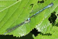 Coenagrion puella