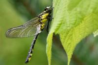 Gomphus vulgatissimus