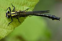 Gomphus vulgatissimus