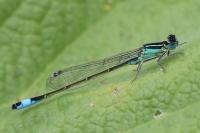 Ischnura elegans