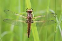 Libellula fulva