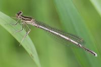Platycnemis pennipes