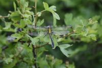 Gomphus vulgatissimus