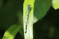 Coenagrion puella