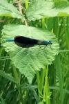 Calopteryx virgo