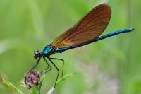 Calopteryx virgo