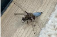 Libellula depressa