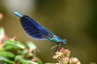 Calopteryx virgo