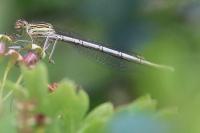 Platycnemis pennipes