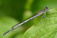 Platycnemis pennipes