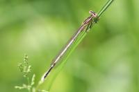Platycnemis pennipes