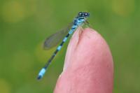 Coenagrion scitulum
