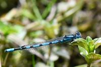 Enallagma cyathigerum