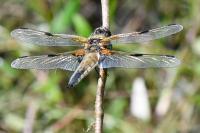 Libellula quadrimaculata