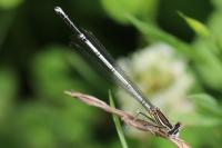 Platycnemis pennipes