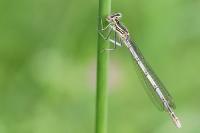 Platycnemis pennipes