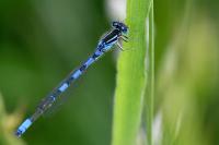 Coenagrion scitulum