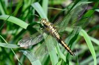 Orthetrum cancellatum