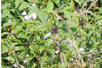 Libellula fulva
