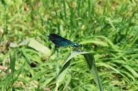 Calopteryx virgo