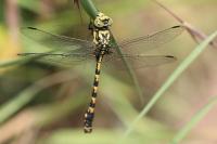 Onychogomphus forcipatus