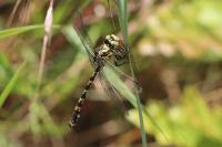 Onychogomphus forcipatus