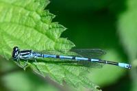 Coenagrion puella