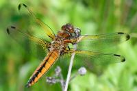 Libellula fulva