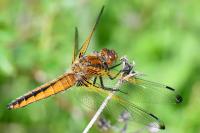 Libellula fulva