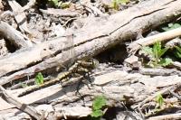 Orthetrum albistylum