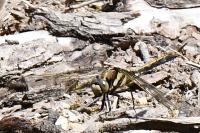 Orthetrum albistylum