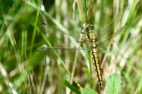Orthetrum cancellatum