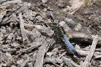 Orthetrum cancellatum
