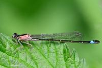 Ischnura elegans